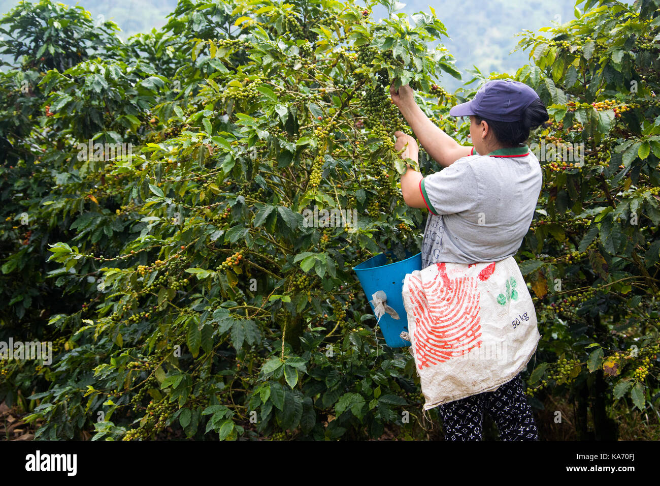 Frau Kaffee picker oder cafetero im Hacienda Venecia Coffee Farm, Manizales, Kolumbien Stockfoto