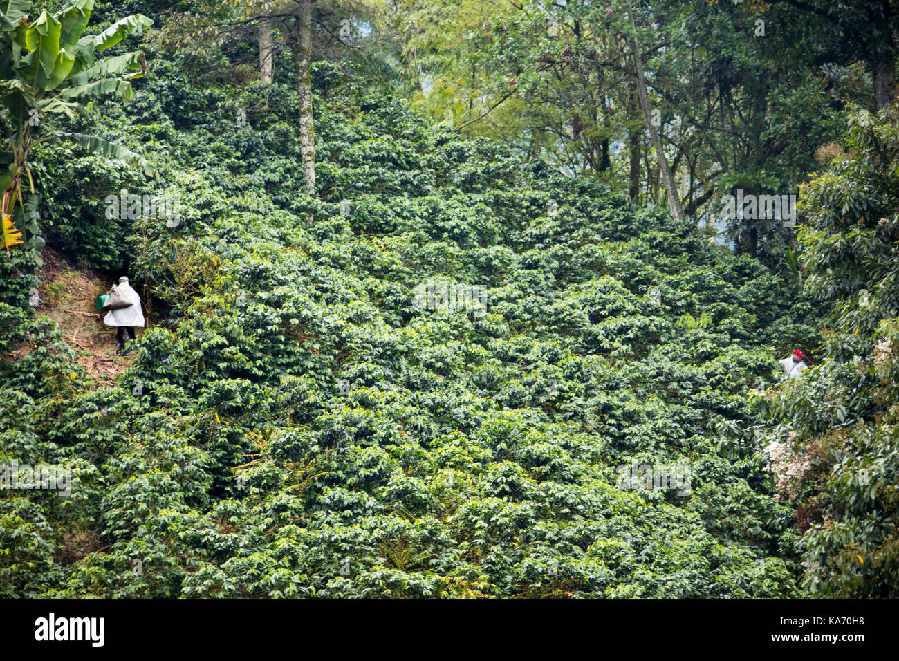 Picker die Bohnen aus dem Feld, Hacienda Venecia Coffee Farm, Manizales, Kolumbien Stockfoto
