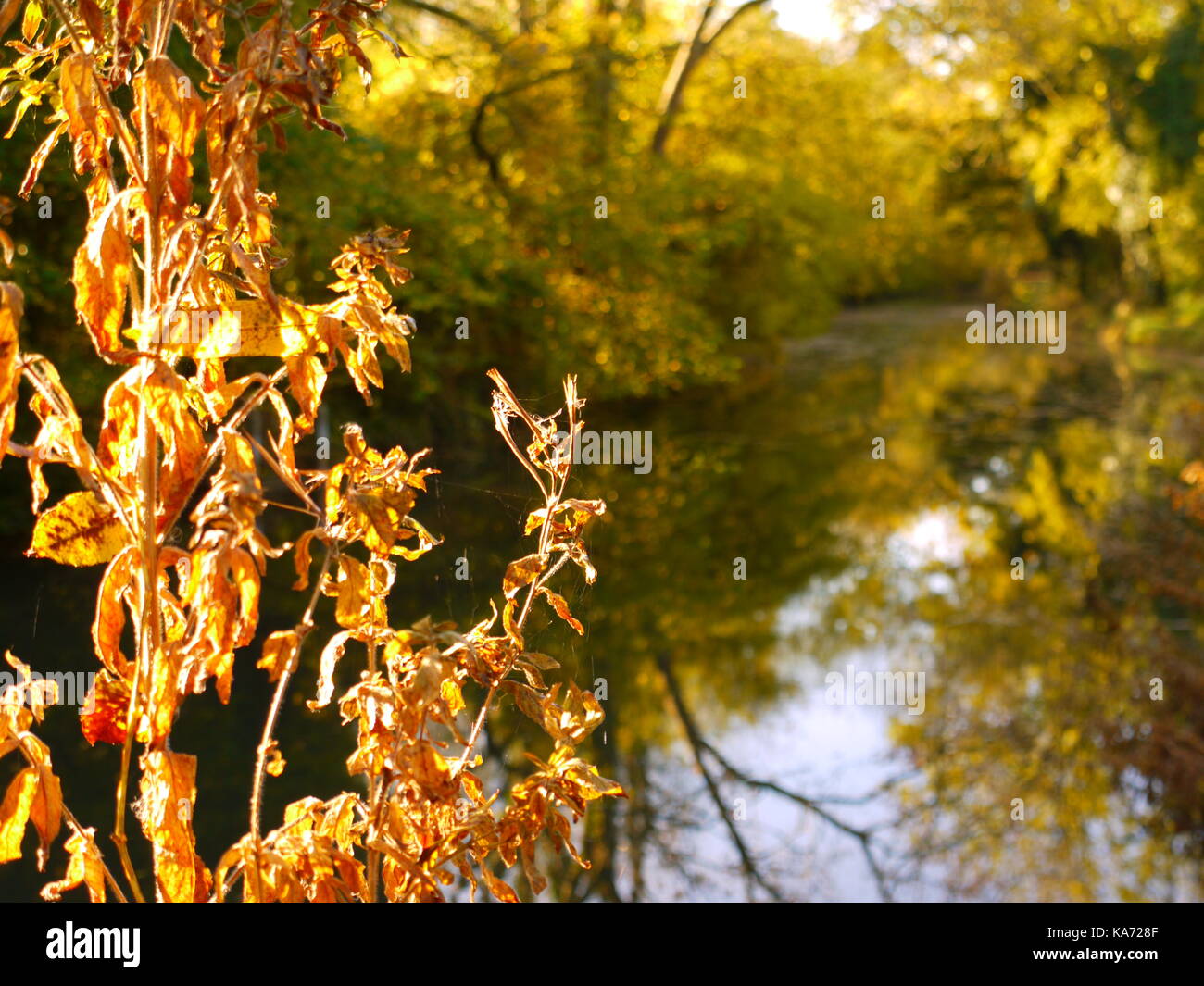 Der Basingstoke Kanal Stockfoto