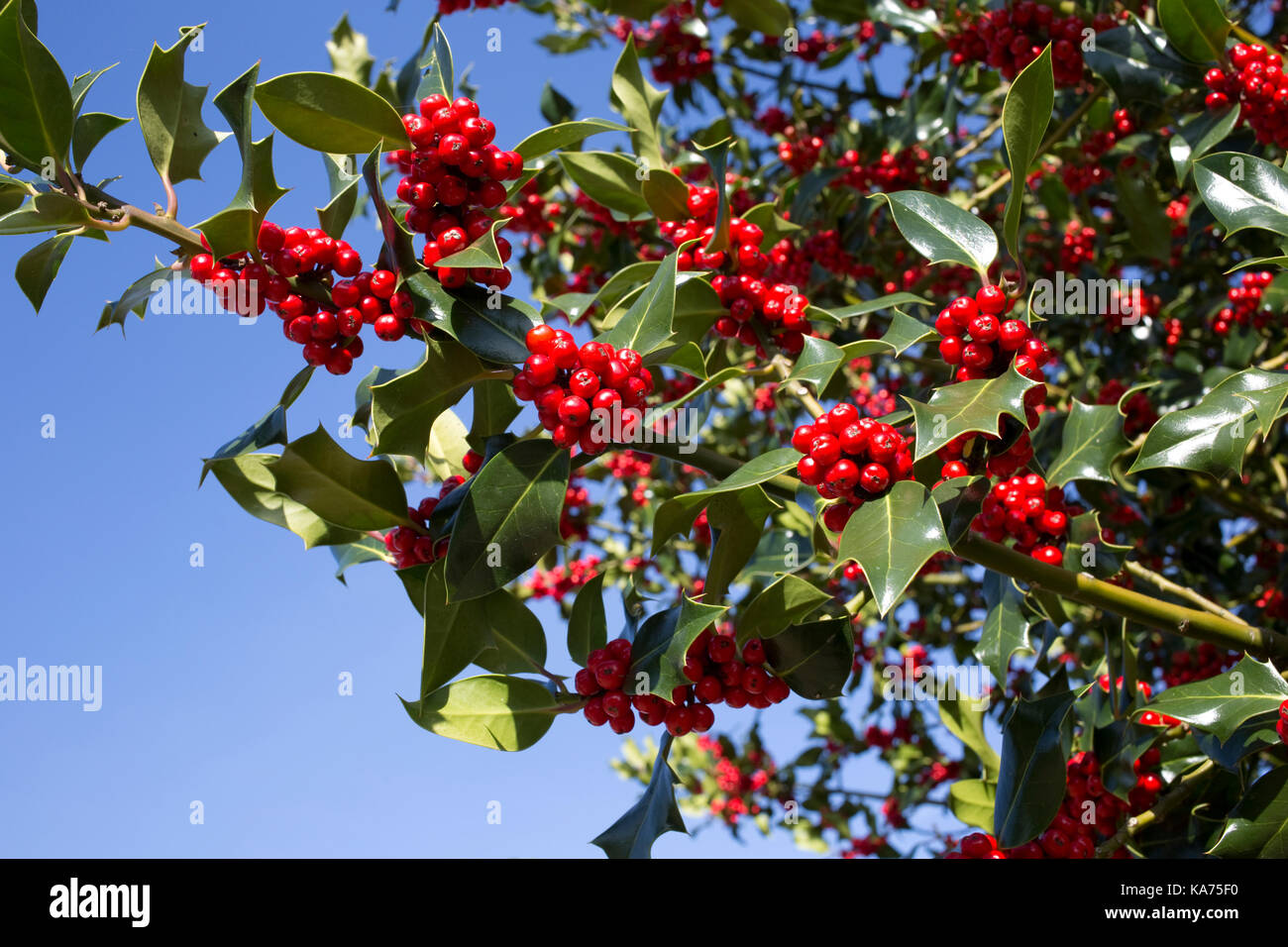 Holly Tree Ilex aquifolium beladen mit leuchtend roten Beeren September 2017 Cotswolds UK Stockfoto