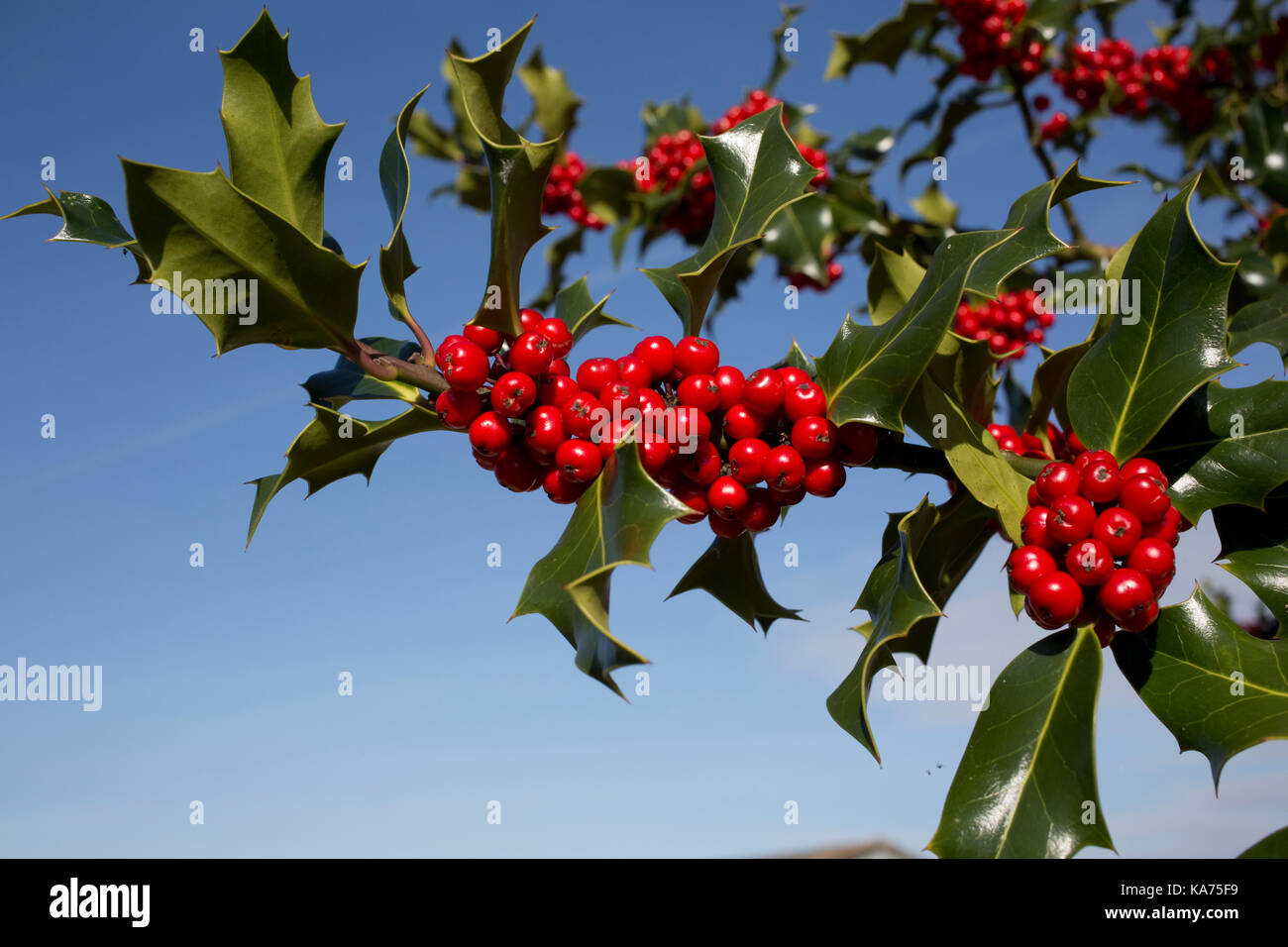 Holly Tree Ilex aquifolium beladen mit leuchtend roten Beeren September 2017 Cotswolds UK Stockfoto