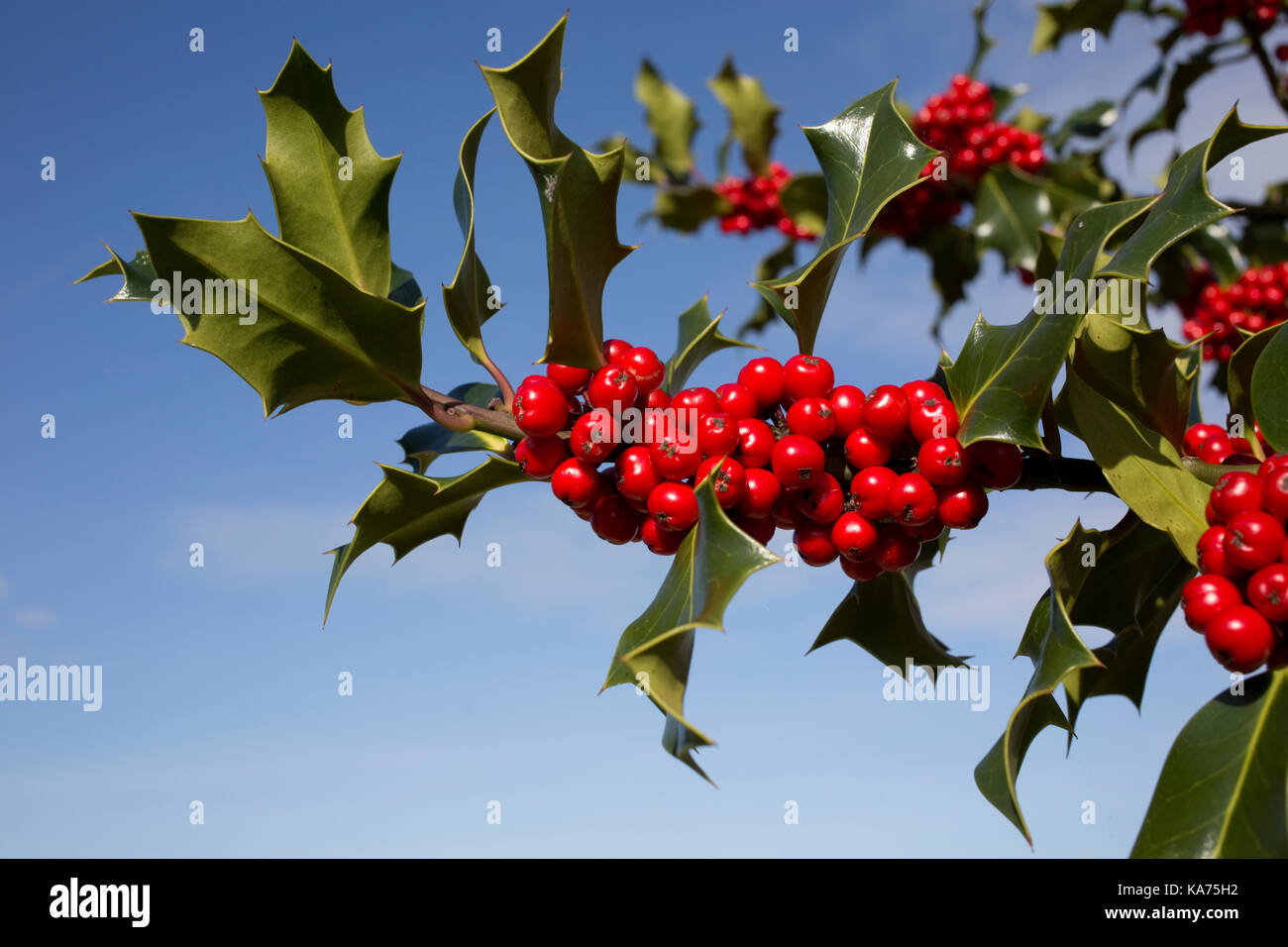 Holly Tree Ilex aquafolium beladen mit leuchtend roten Beeren September 2017 Cotswolds UK Stockfoto