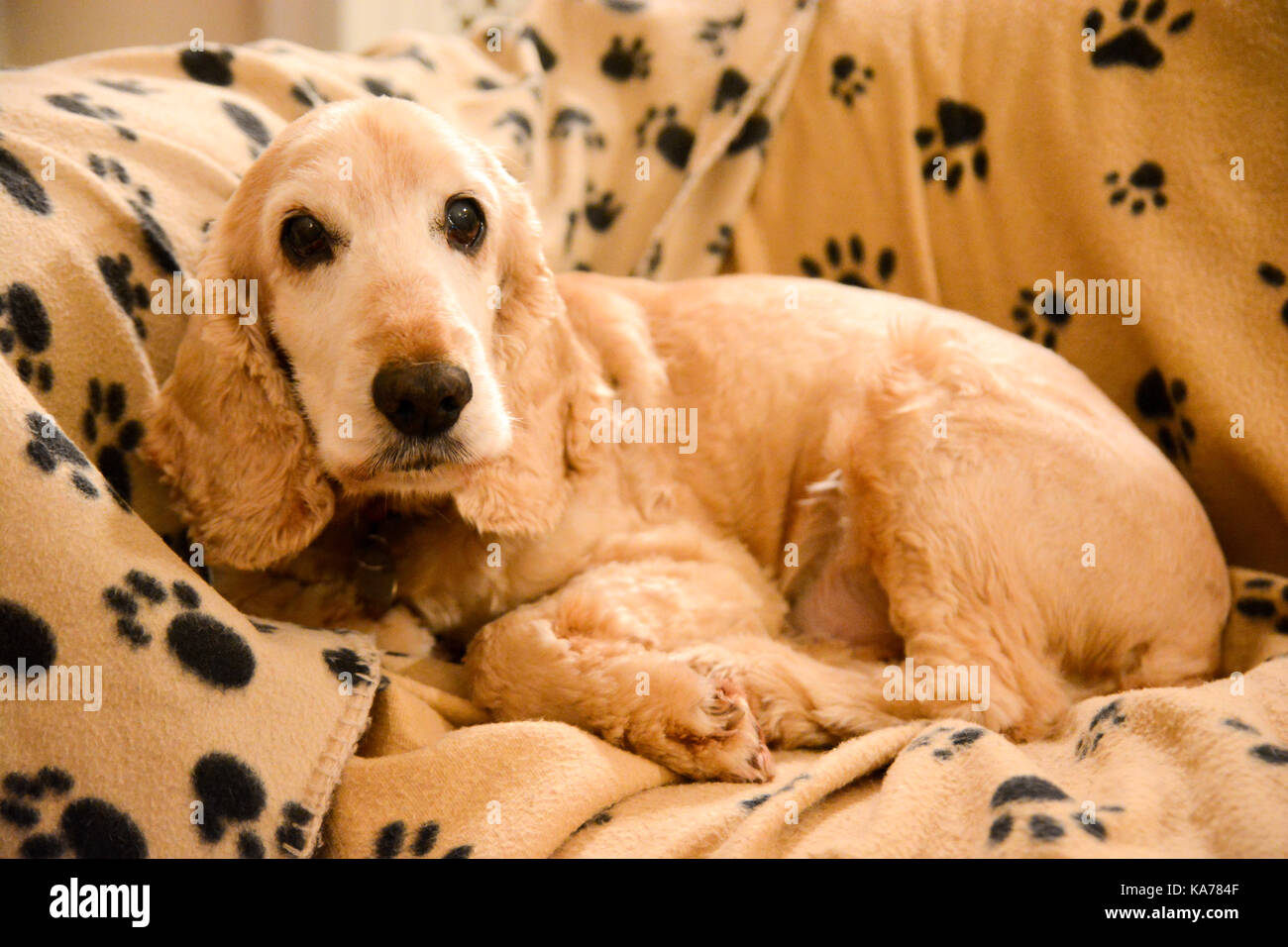 Süße golden Cocker Spaniel hund liegend auf einem Sofa in eine Decke mit einem pfotenabdruck Muster bedeckt. Stockfoto
