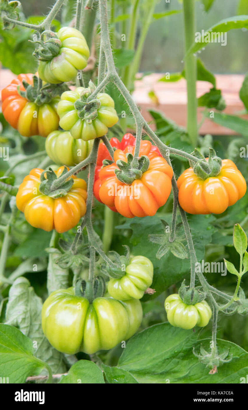 Wachsende beefsteak Tomaten im Gewächshaus in Großbritannien - Solanum Lycopersicum Costoluto Fiorentino Stockfoto