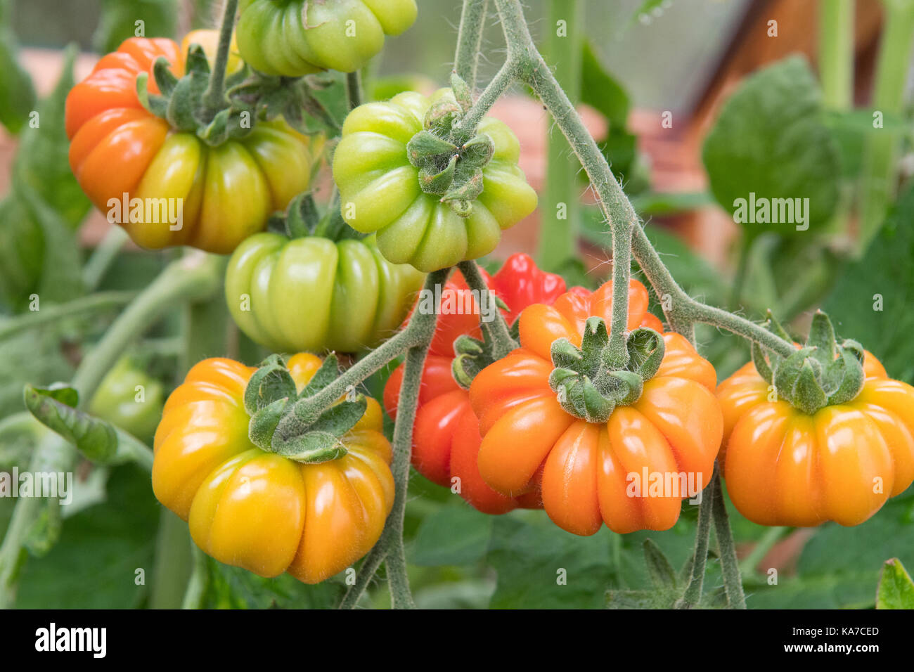 Wachsende beefsteak Tomaten im Gewächshaus in Großbritannien - Solanum Lycopersicum Costoluto Fiorentino Stockfoto