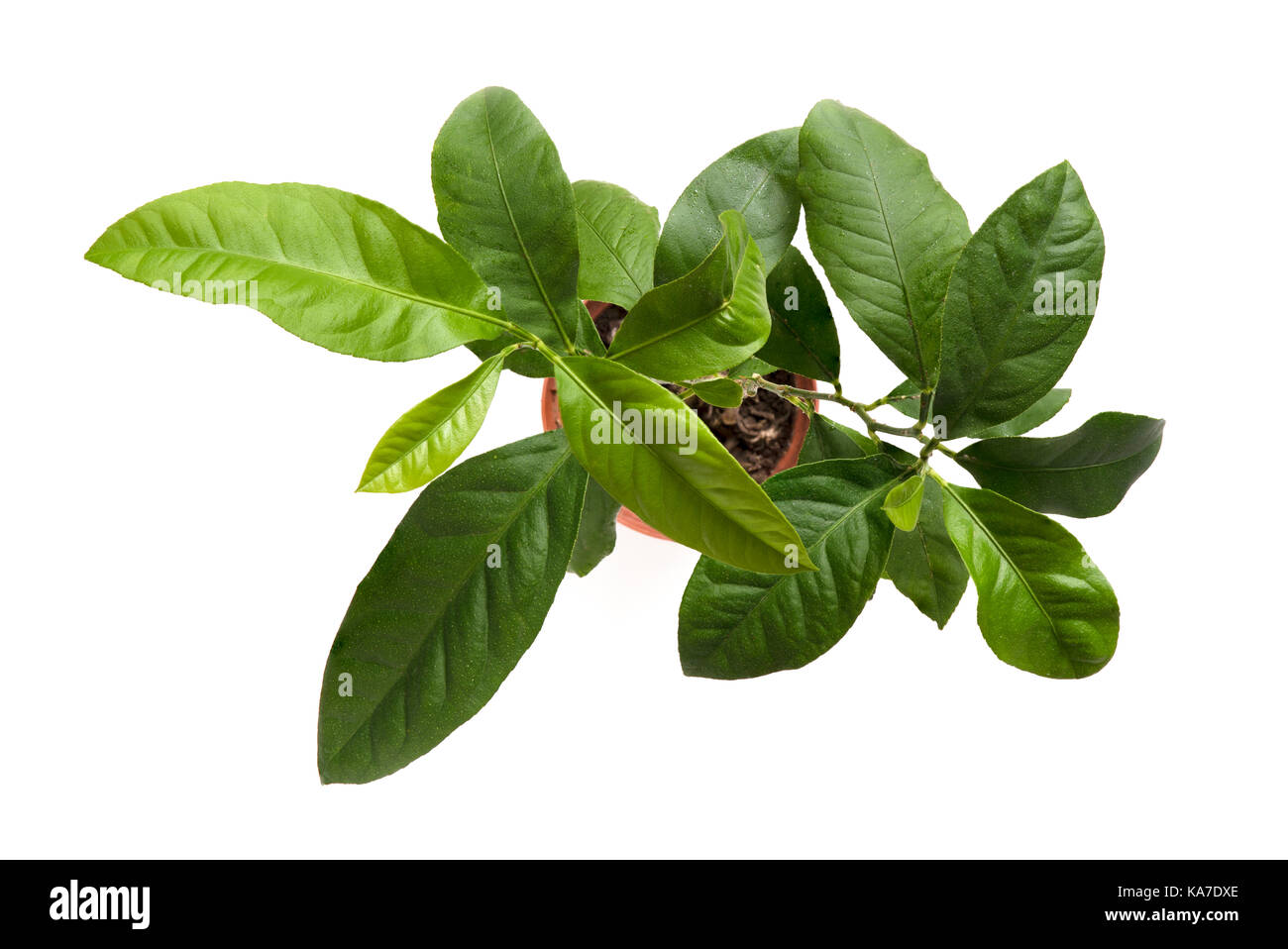 Dekorative Pflanze isoliert auf weißem Hintergrund Stockfoto