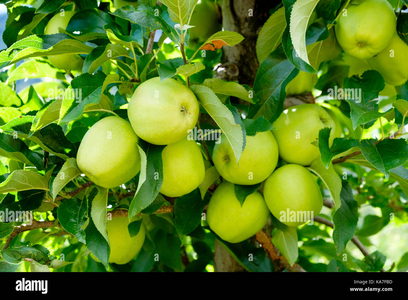 Apfel bis Apfelbaum, Sorte Golden Delicious, Eppan, Südtirol, Italien Stockfoto