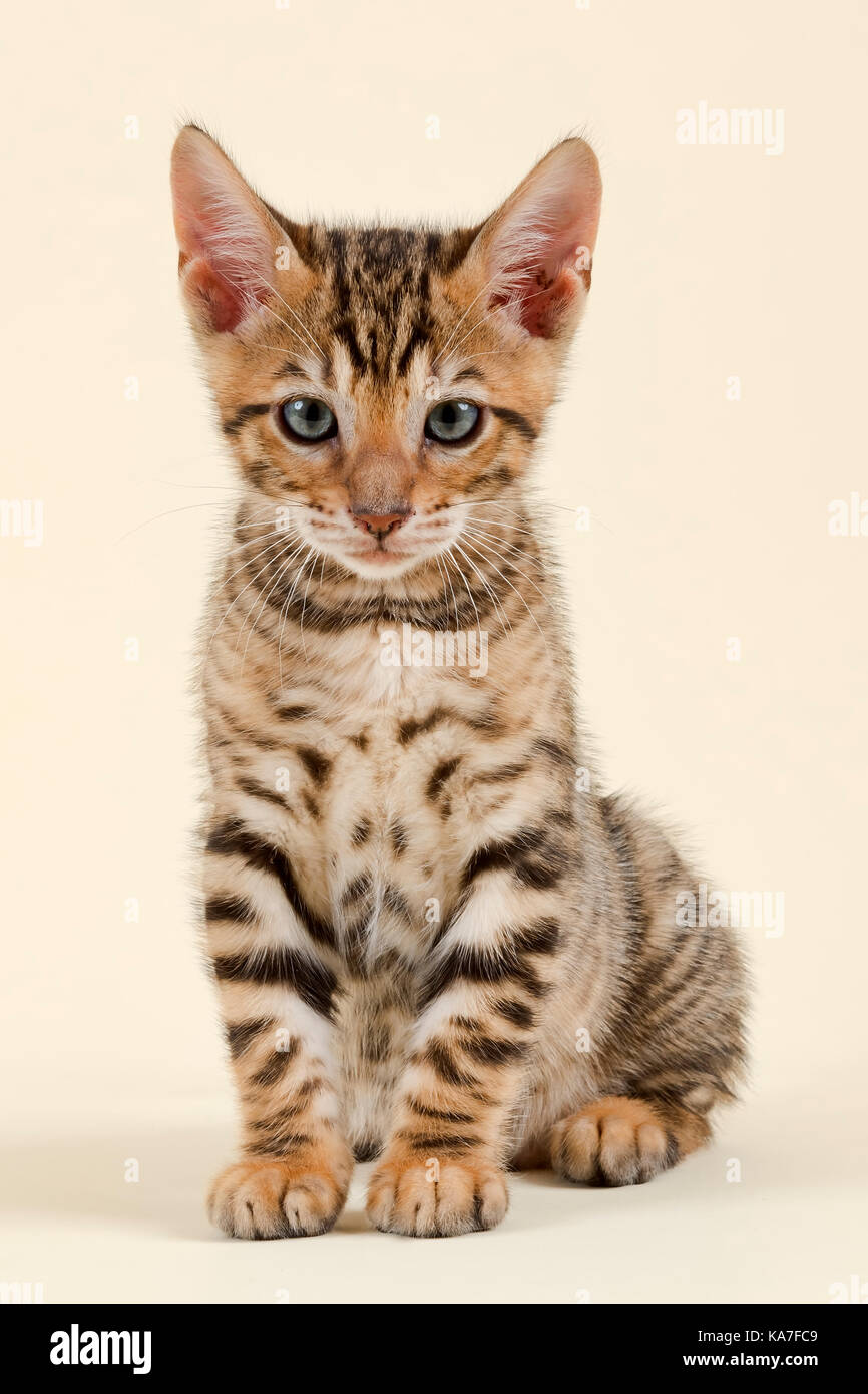 Toyger Pedigree Katze (Felis silvestris catus), Alter 9 Wochen, Farbe braun schwarz Makrele Stockfoto