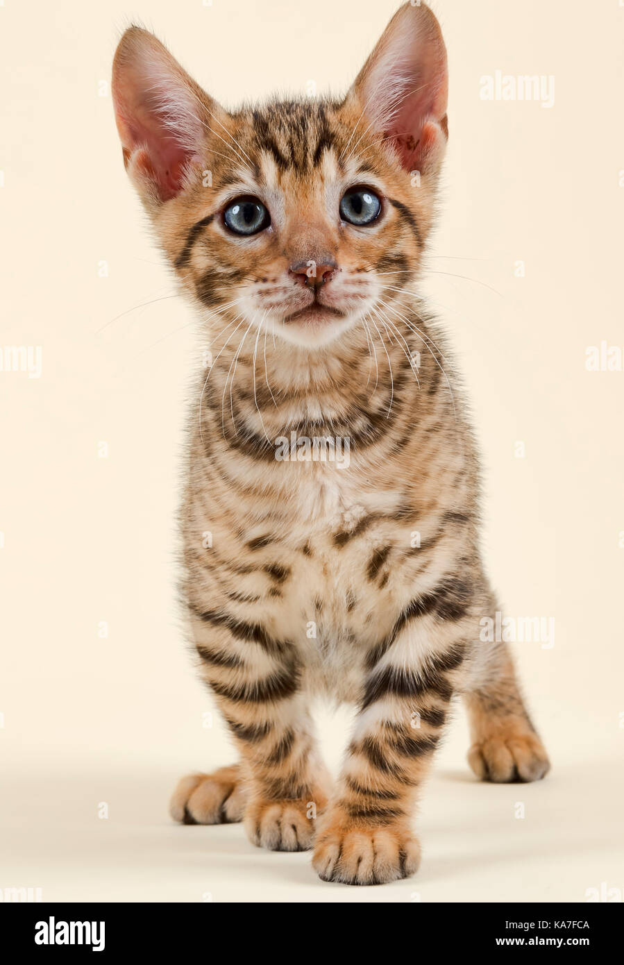 Toyger Pedigree Katze (Felis silvestris catus), Alter 9 Wochen, Farbe braun schwarz Makrele Stockfoto