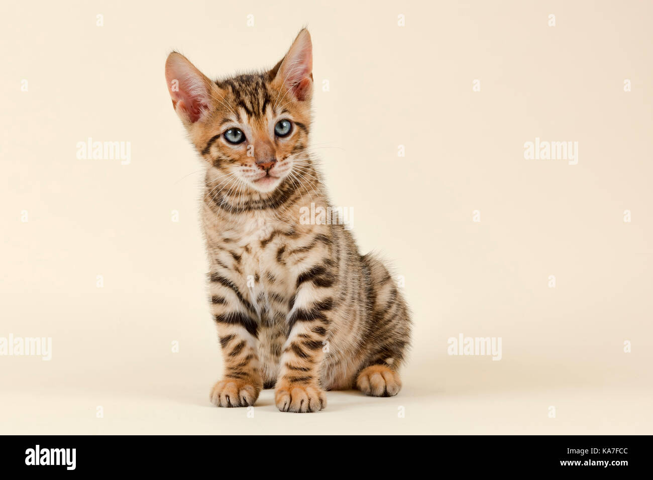 Toyger Pedigree Katze (Felis silvestris catus), Alter 9 Wochen, Farbe braun schwarz Makrele Stockfoto