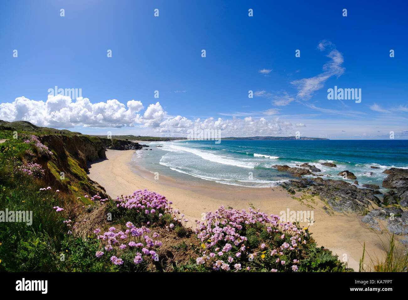 Meeresgedieb (Armeria maritima), Gwithian Beach, in der Nähe von Gwithian, St Ives Bay, Cornwall, England, Großbritannien Stockfoto