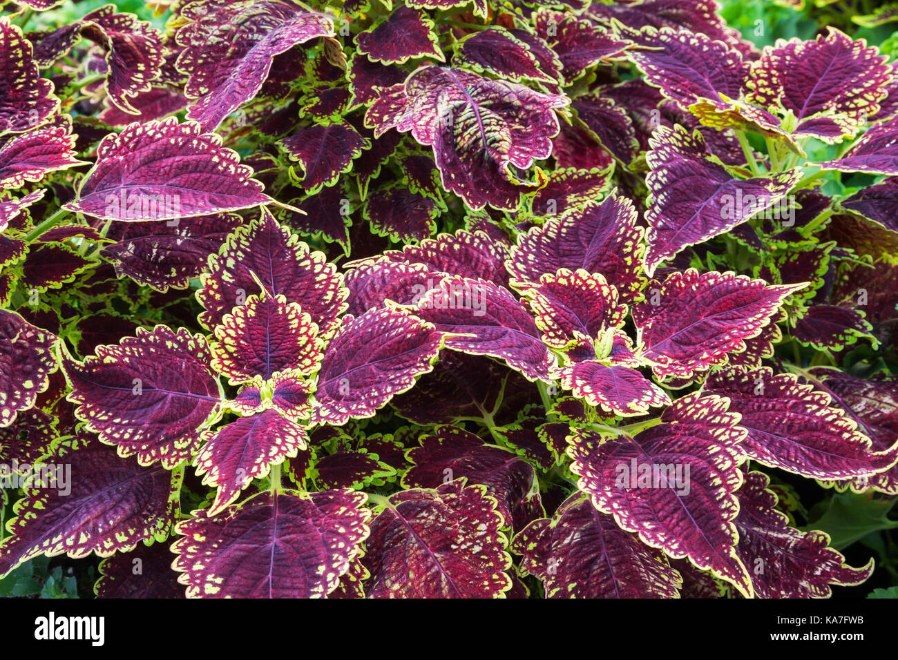 In der Nähe von Burgund und Gelb-grün Coleus (Solenostemon) Blatt Details im Sommer, Quebec, Kanada Stockfoto