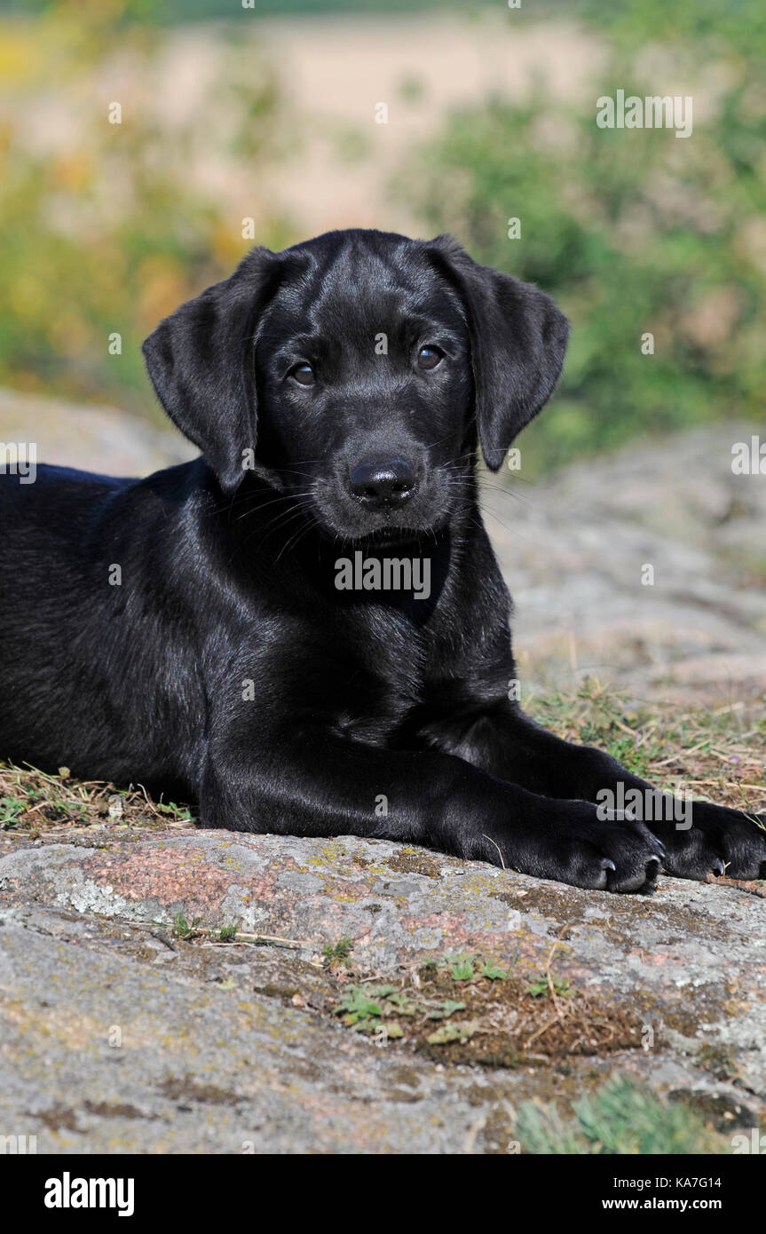 Labrador Retriever, Welpen, 10 Wochen alt, schwarz, Verlegung auf Rock  Stockfotografie - Alamy