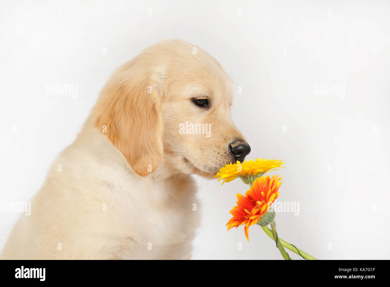 Golden Retriever, Welpen, 7 Wochen alt, riecht nach Gelbe Blume Stockfoto