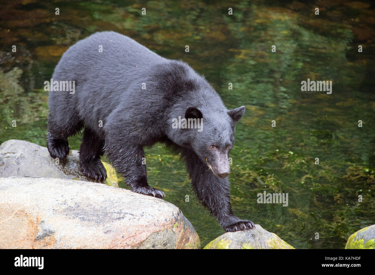 Amerikanischer Schwarzbär (Ursus americanus) in Ucluelet, British Columbia, Kanada Stockfoto