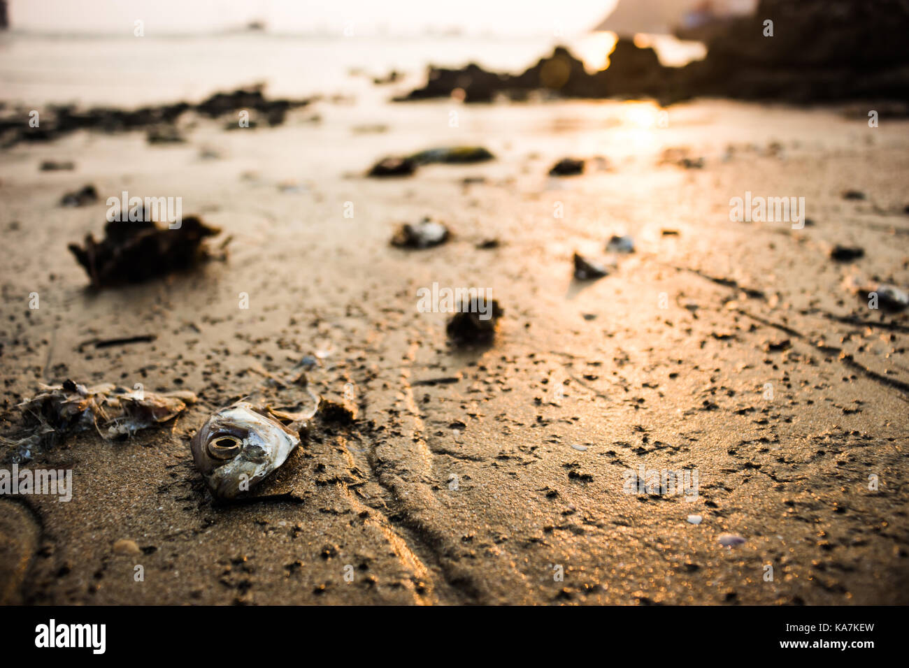 Schlachtkörper von toten Fischen, den Kopf in den Sand. Stockfoto