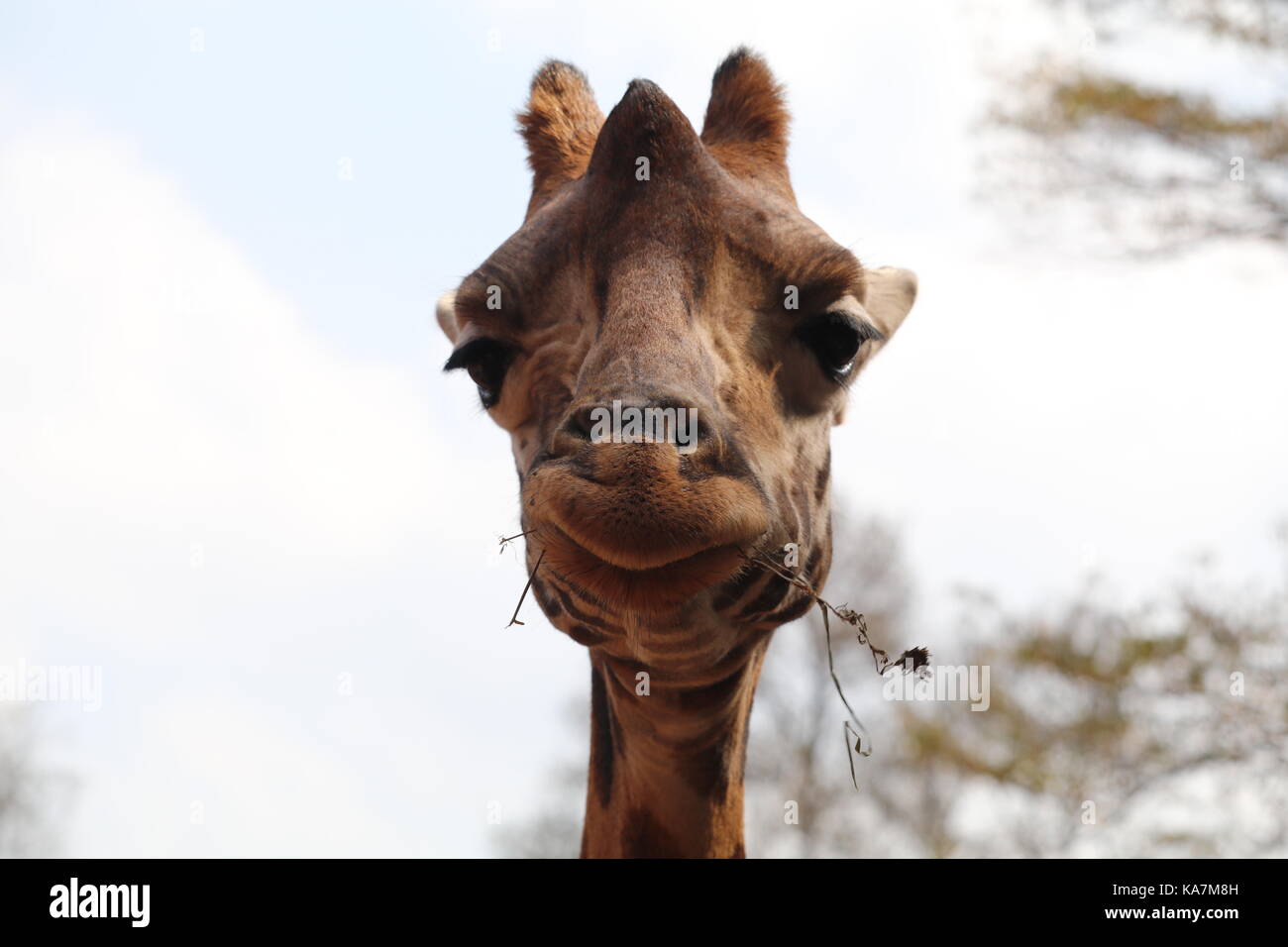 Rothschild Giraffe, Giraffe Center, Nairobi, Kenia Stockfoto