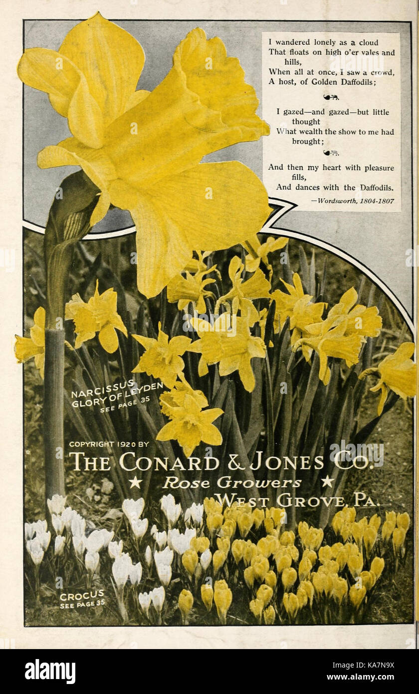 Die conard und Jones Co Rosen (16149585007) Stockfoto