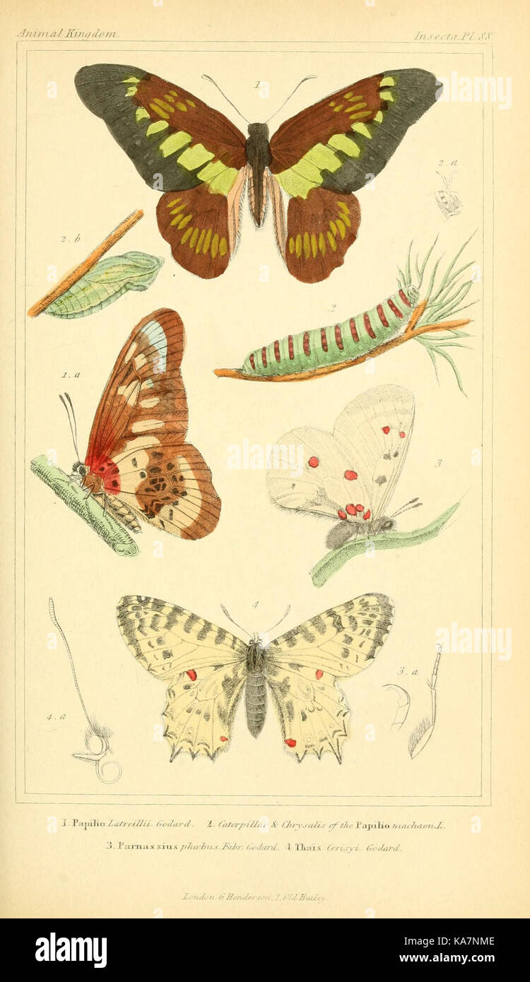 Das Tierreich, geordnet nach ihrer Organisation und dient als Grundlage für die natürliche Geschichte der Tiere (10293835846) Stockfoto