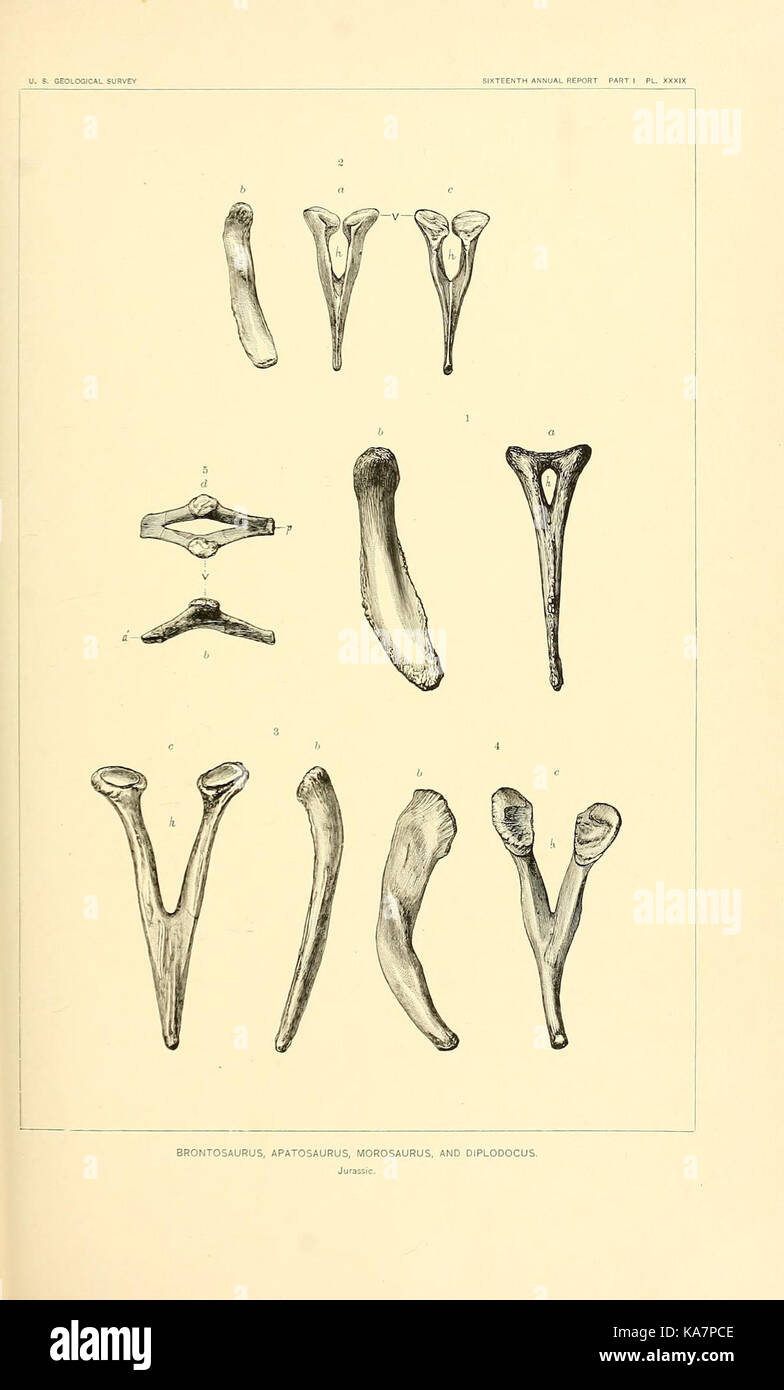 Die Dinosaurier von Nordamerika (7183512477) Stockfoto