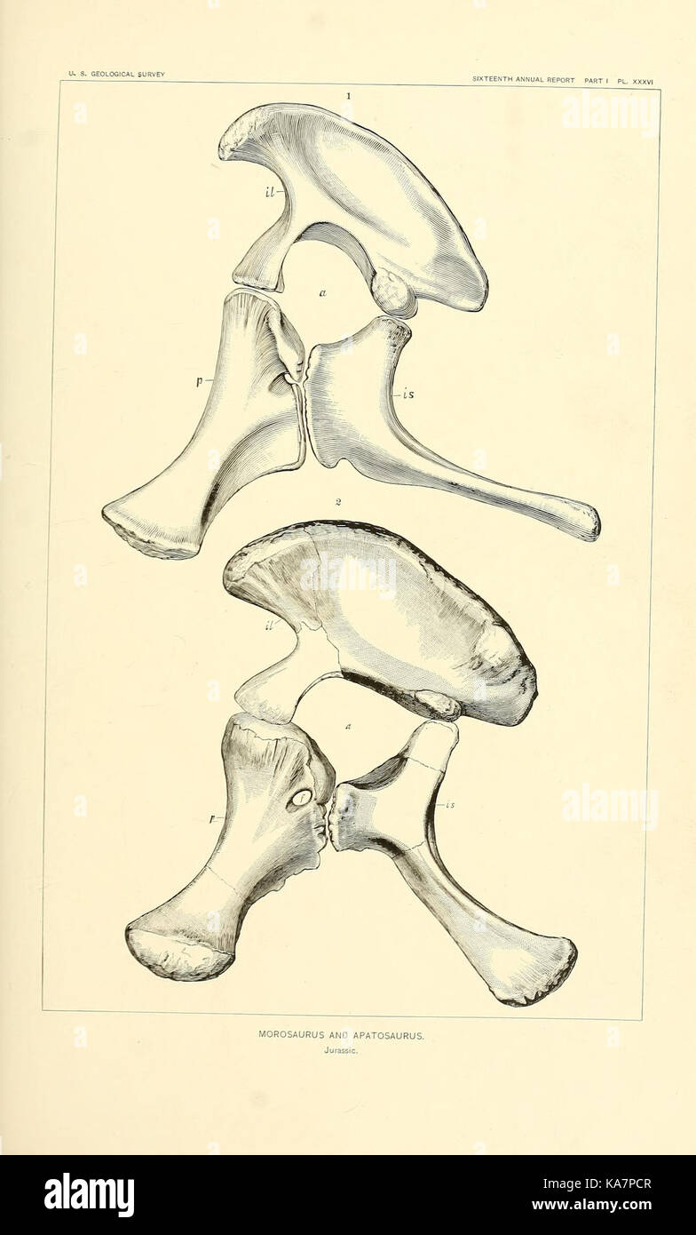 Die Dinosaurier von Nordamerika (7368738828) Stockfoto
