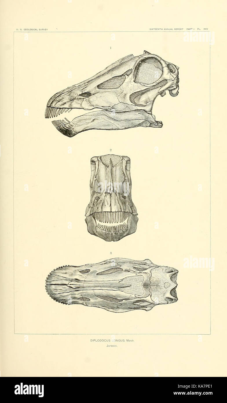 Diese Arbeit konzentriert sich auf die Dinosaurier Nordamerikas und erforscht verschiedene Arten, die einst den Kontinent durchstreiften. Es trägt zu paläontologischen Studien und unserem Verständnis des prähistorischen Lebens bei. Stockfoto