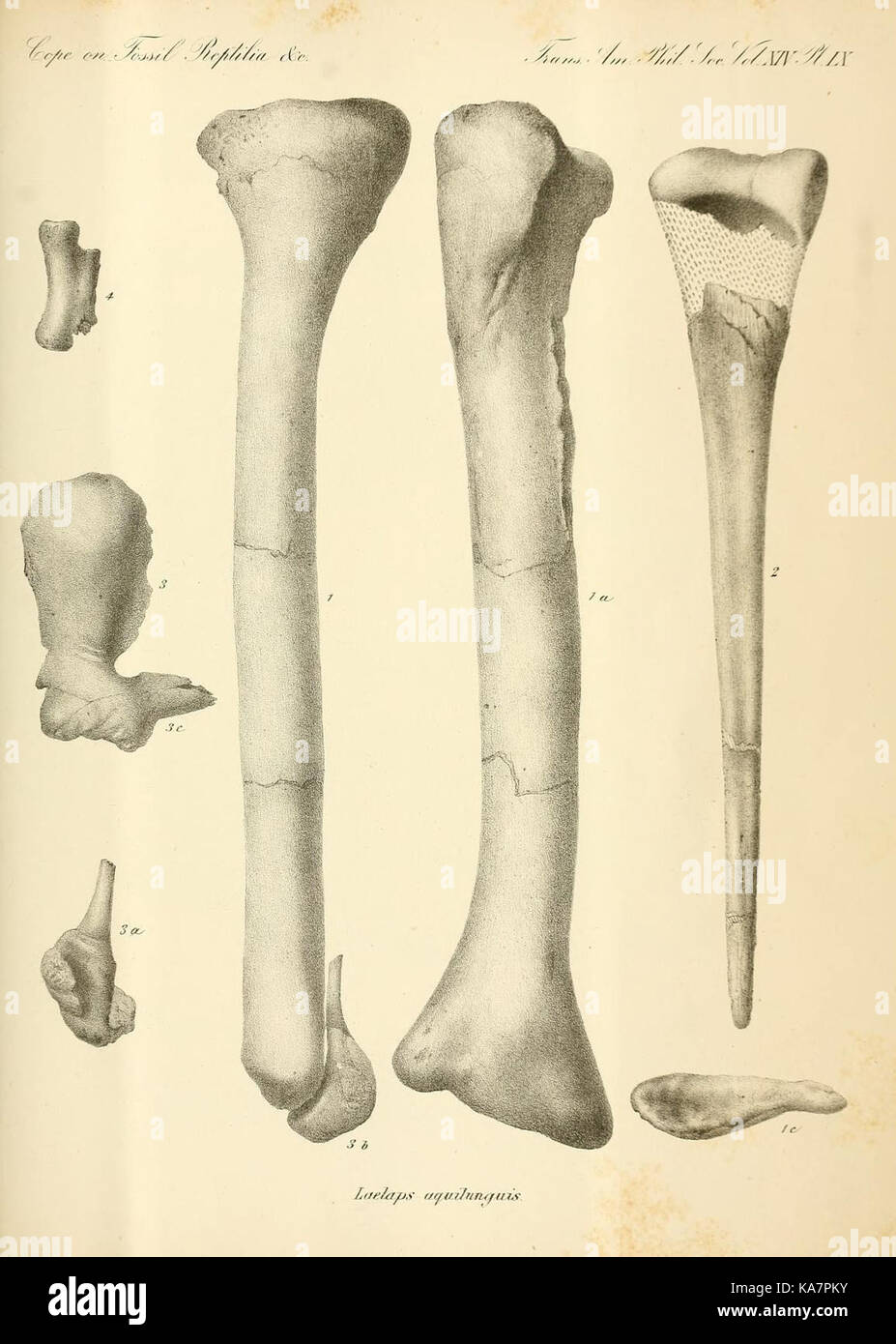 Synopse der ausgestorbenen Batrachia, Reptilia und Aves von Nordamerika (8182123795) Stockfoto
