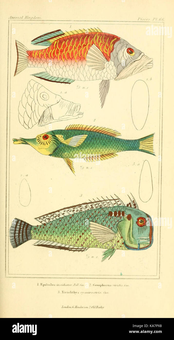 Das Tierreich, geordnet nach ihrer Organisation und dient als Grundlage für die natürliche Geschichte der Tiere (8281601544) Stockfoto