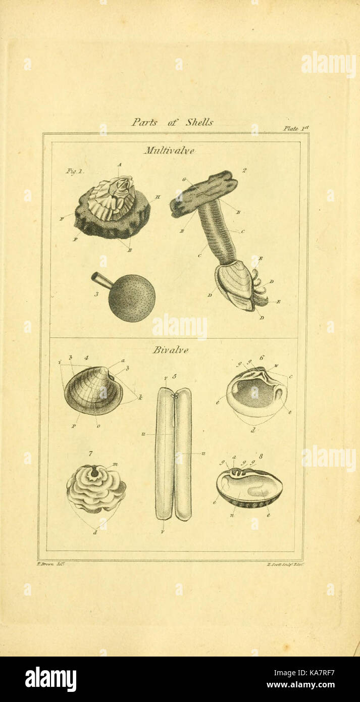 Die Elemente der conchology; oder natürliche Geschichte der Tanks (9199416335) Stockfoto