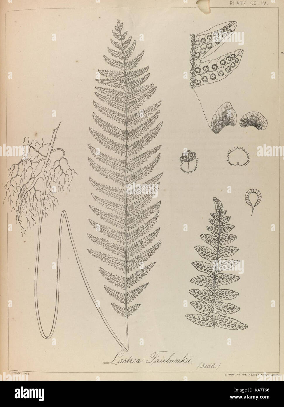 Diese Platte von *die Farne Britisch-Indiens* veranschaulicht die Vielfalt der Farne auf dem indischen Subkontinent und zeigt detaillierte botanische Illustrationen aus dem 19. Jahrhundert. Stockfoto