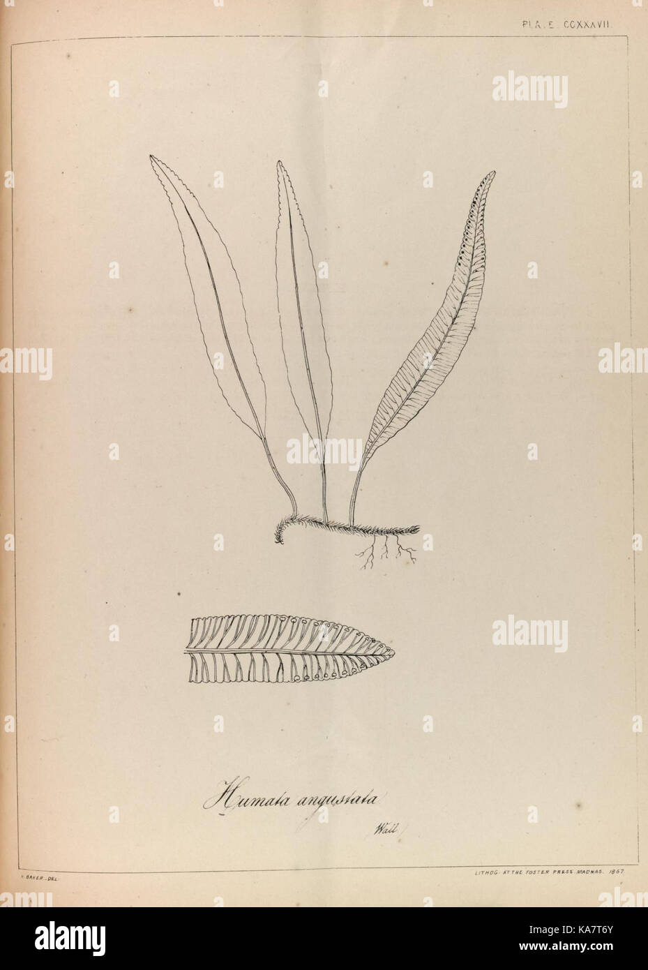 Eine Illustration aus „die Ferns von Britisch-Indien“ mit detaillierten botanischen Darstellungen verschiedener Farnarten aus der Region. Stockfoto