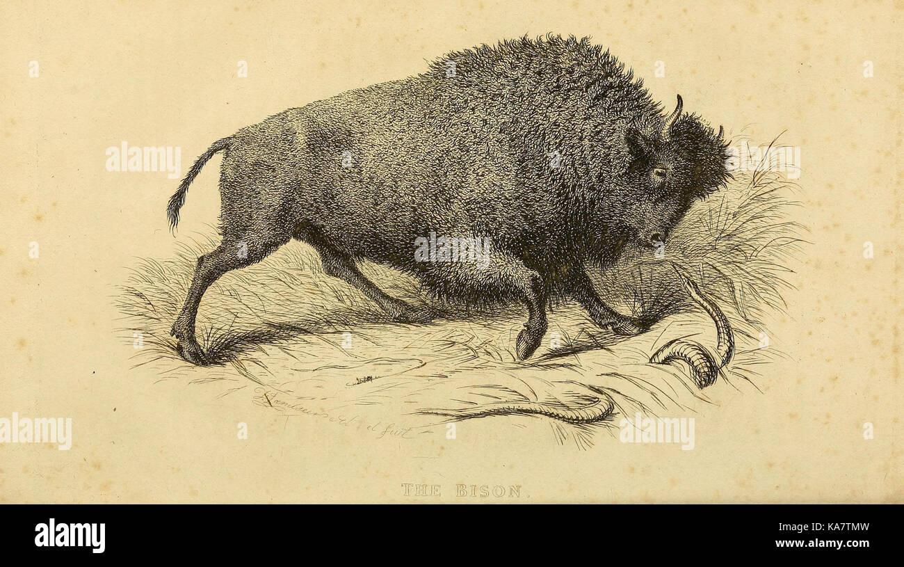 Das Reich der Tiere (PL. 49) (8188134735) Stockfoto