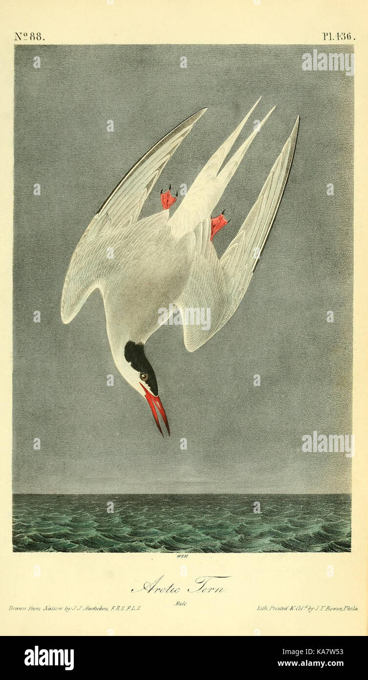 Diese Illustration, Platte 436 aus John James Audubons „die Vögel Amerikas“, zeigt eine detaillierte und lebendige Darstellung von Vogelarten, die in Nordamerika beheimatet sind, und trägt zum Studium der Ornithologie und Umweltwissenschaften bei. Stockfoto