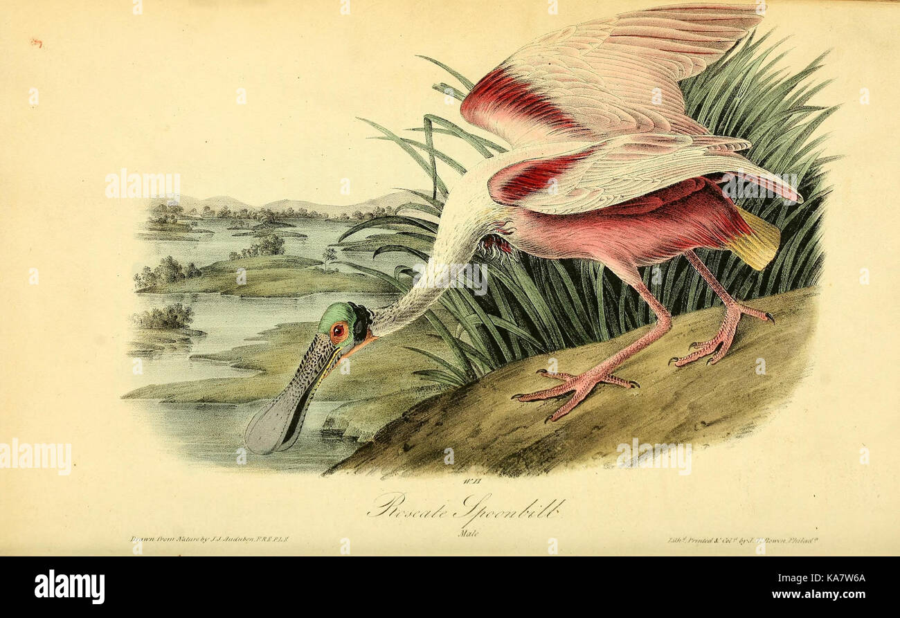 Eine Platte aus „The Birds of America“, Platte 362, die eine der vielen detaillierten Abbildungen nordamerikanischer Vogelarten von John James Audubon zeigt. Stockfoto