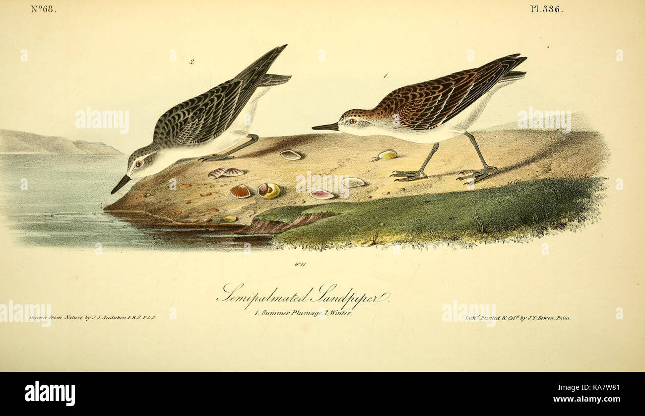 Platte 336 aus „The Birds of America“ von John James Audubon mit einer der berühmten Vogelbilder Audubons, die seine detaillierte Untersuchung der nordamerikanischen Vögel widerspiegelt. Stockfoto
