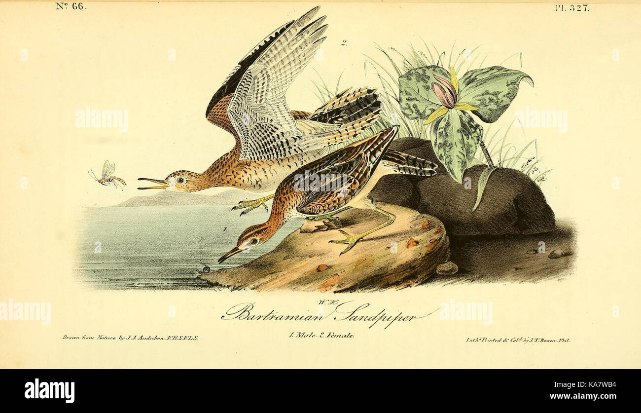 Platte 327 aus „The Birds of America“ von John James Audubon zeigt eine detaillierte Abbildung einer Vogelart aus Nordamerika. Dieses Werk, das für seine wissenschaftliche Genauigkeit und künstlerische Exzellenz bekannt ist, bleibt ein Meilenstein in der Ornithologie und der amerikanischen Kunst. Stockfoto