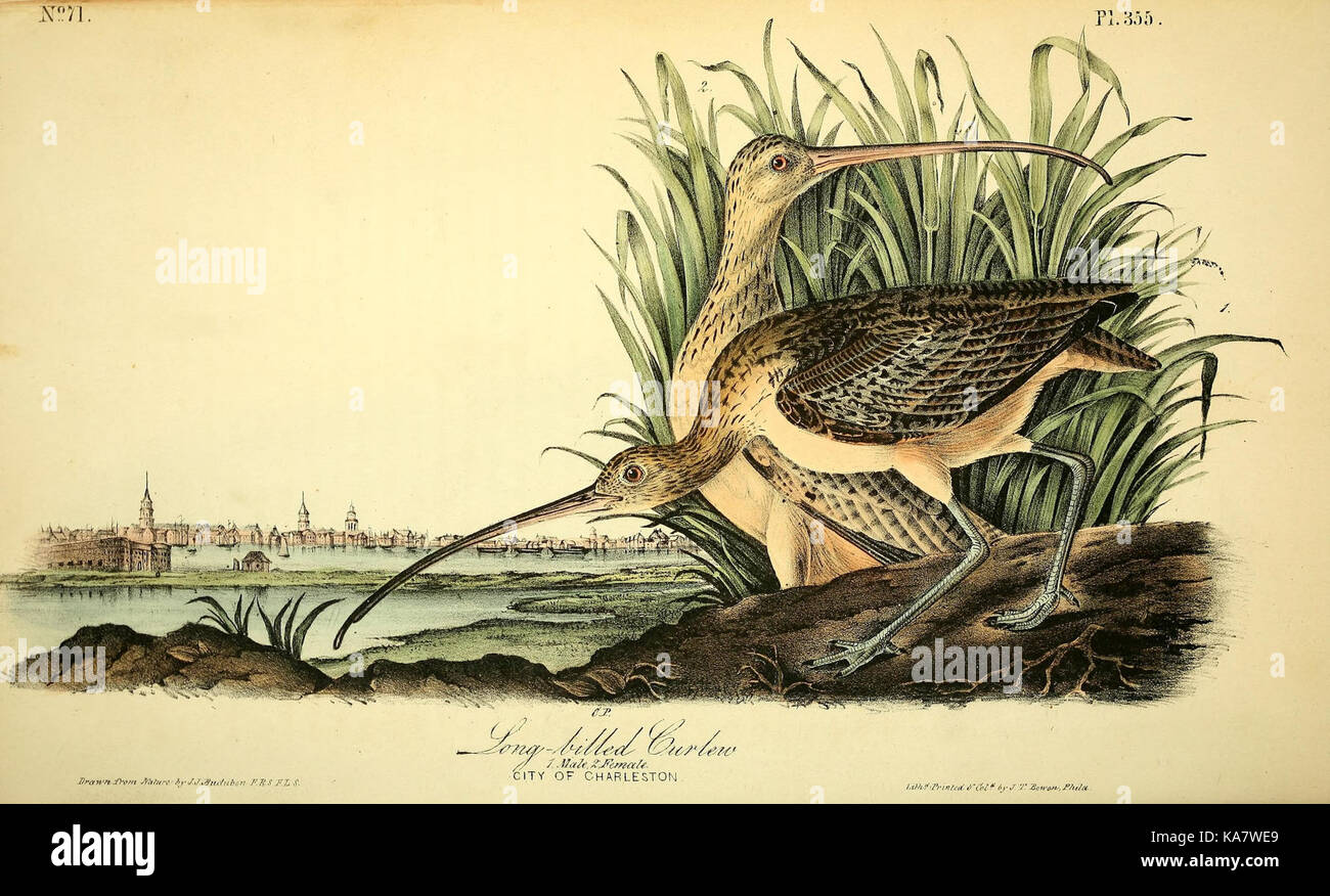 Platte 355 aus „The Birds of America“ von John James Audubon zeigt den Carolina Parrot. Die handfarbige Gravur erfasst anatomische Details und das natürliche Verhalten dieses ausgestorbenen Vogels. Stockfoto