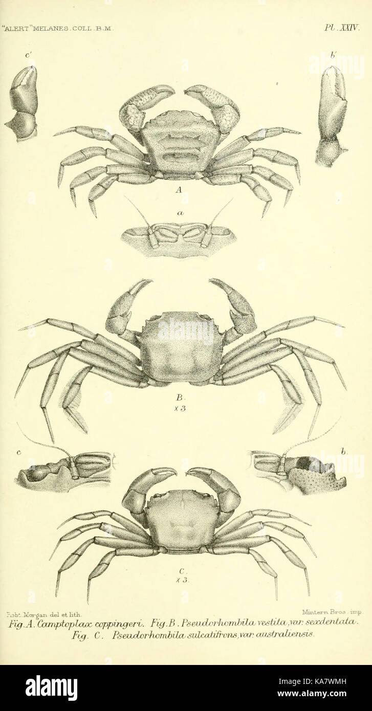 Bericht über die zoologischen Sammlungen im Indo-Pazifischen Ozean vorgenommen, die während der Reise der H.M.S. 'Alert' 1881 2 (PL. XXIV) (5988058566) Stockfoto