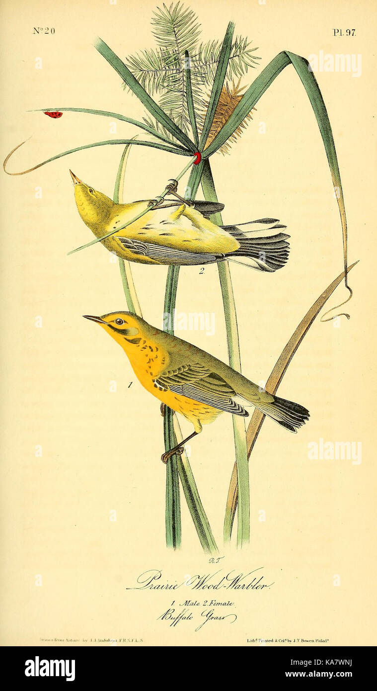 Eine Illustration aus „The Birds of America“, einem umfassenden Werk von John James Audubon. Platte 97 zeigt eine der vielen Arten, die in Audubons monumentaler Sammlung nordamerikanischer Vogelarten dargestellt sind. Stockfoto