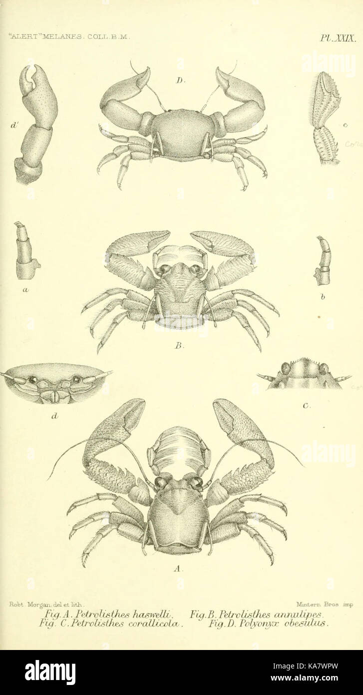 Bericht über die zoologischen Sammlungen im Indo-Pazifischen Ozean vorgenommen, die während der Reise der H.M.S. 'Alert' 1881 2 (PL. XXIX) (5988059744) Stockfoto