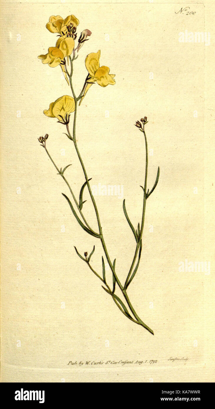 Die Botanical Magazine, oder, Blumengarten angezeigt (Platte 200) (8559509549) Stockfoto