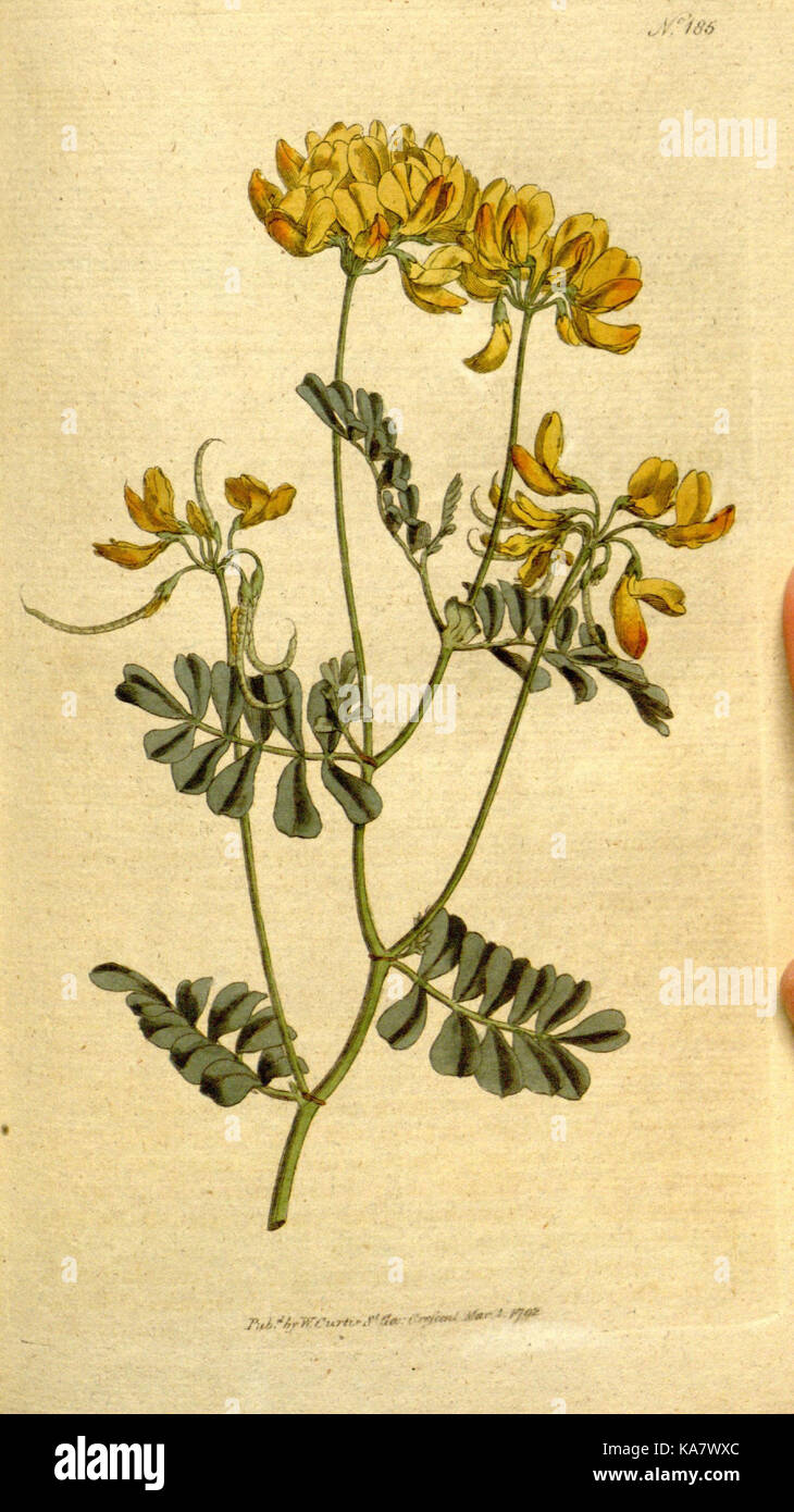 Die Botanical Magazine, oder, Blumengarten angezeigt (Platte 185) (8559500153) Stockfoto