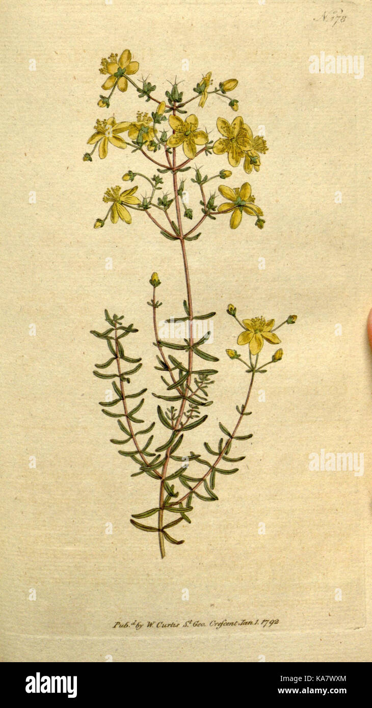 Die Botanical Magazine, oder, Blumengarten angezeigt (Platte 178) (8559495335) Stockfoto