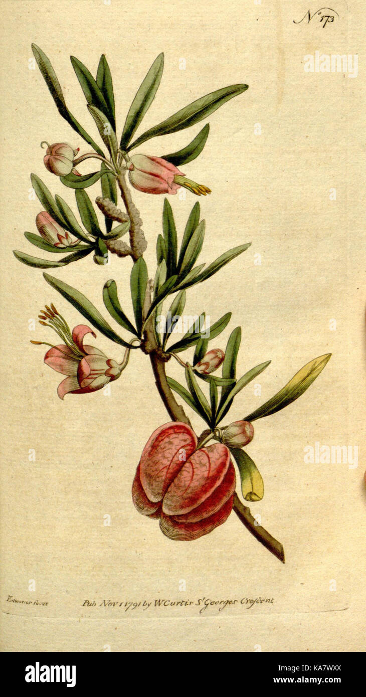 Die Botanical Magazine, oder, Blumengarten angezeigt (Platte 173) (8560599900) Stockfoto