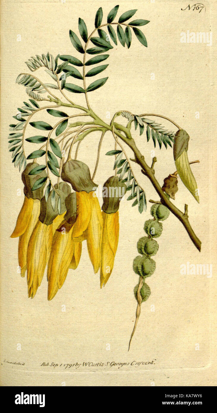 Auf dieser Seite aus dem „Botanical Magazine“ finden Sie Platte 167, die eine detaillierte Illustration verschiedener Pflanzen zeigt und die Kunst der botanischen Illustration demonstriert. Stockfoto