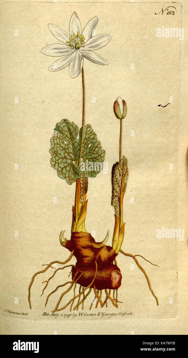 Die Botanical Magazine, oder, Blumengarten angezeigt (Platte 162) (8560593208) Stockfoto