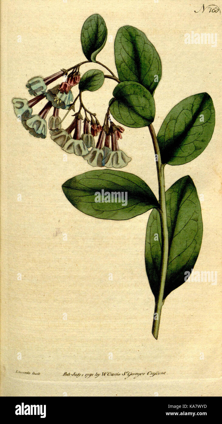 Die Botanical Magazine, oder, Blumengarten angezeigt (Platte 160) (8560591774) Stockfoto