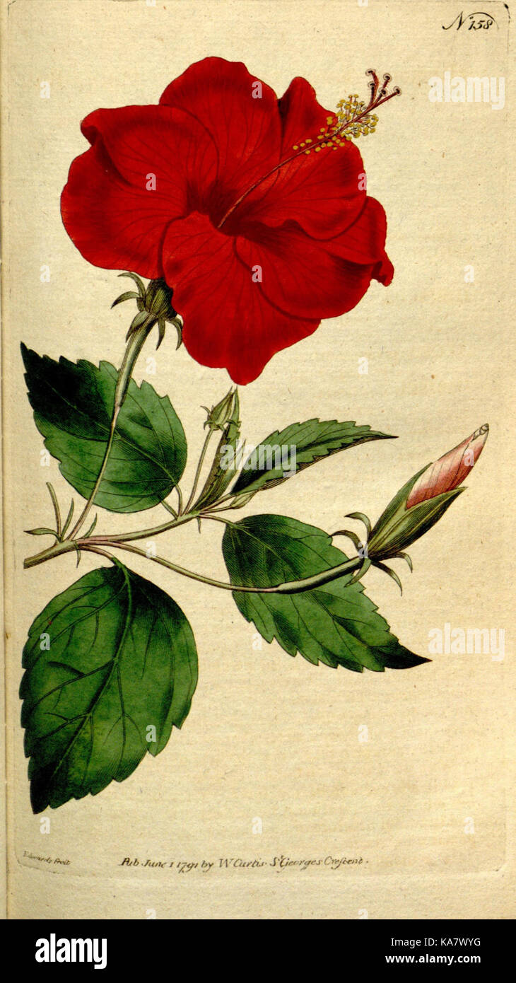 Die Botanical Magazine, oder, Blumengarten angezeigt (Platte 158) (8559481797) Stockfoto