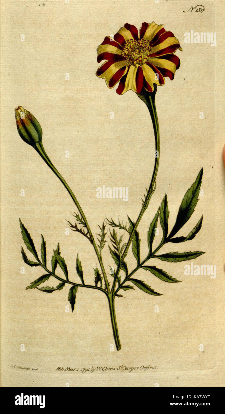 Die Botanical Magazine, oder, Blumengarten angezeigt (Platte 150) (8559476527) Stockfoto
