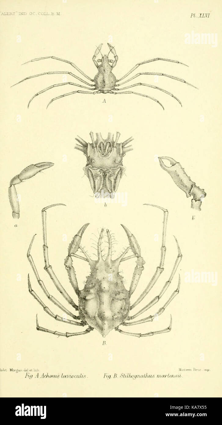 Bericht über die zoologischen Sammlungen im Indo-Pazifischen Ozean vorgenommen, die während der Reise der H.M.S. 'Alert' 1881 2 (PL. XLVI) (5987504049) Stockfoto